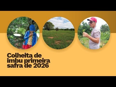 Primeira safra de imbu em 2026.... Em Iuiú Bahia 