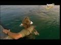 Bindi And Steve With Dolphins And Sea Lions