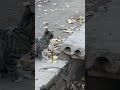 This Cat Quickly Catches A Mouse