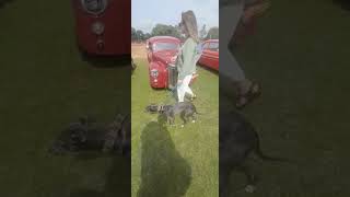 Classic Car Show in uk