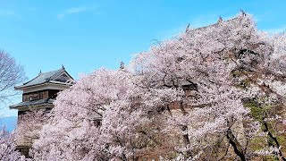 2025年 上田城千本桜まつり Ueda Castle Thousand Cherry Tree Festival in Nagano Prefecture, Japan