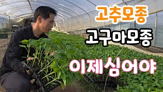 고추모종 고구마 모종 심는 적기가? 단자미 방탄복
