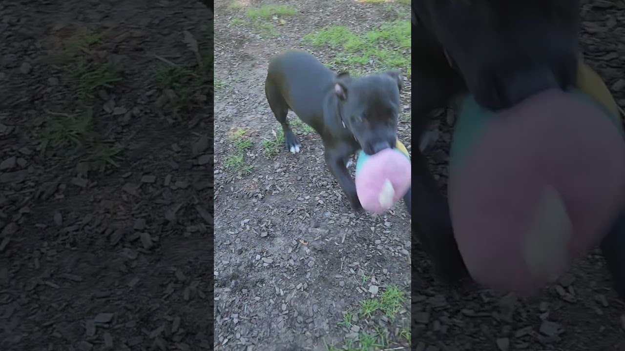 Heart, an adopted mixed breed in Mount Pleasant, MI video 6/6