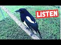 Listen to this magpie Talk