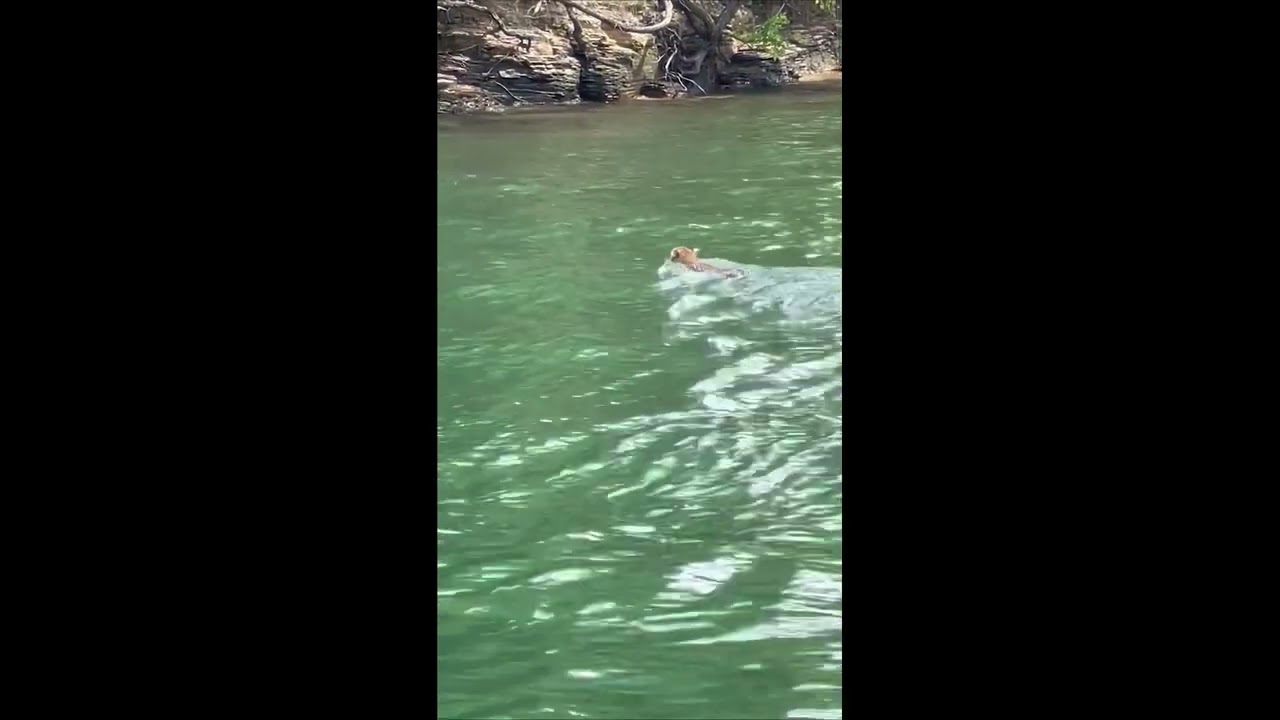 Two Dudes and a Bobcat out for a Swim || ViralHog