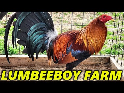 Yellow Leg Hatch Blueface - LUMBEEBOY FARM