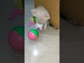 Kitten Vs Bird Part 1 FightForLife