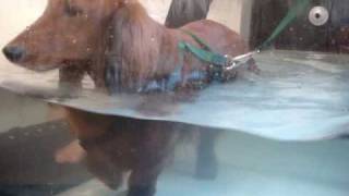preview picture of video 'Wally the dachshund doing physical therapy after back surgery'