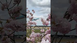 공항에서 벚꽃구경✈️🌸