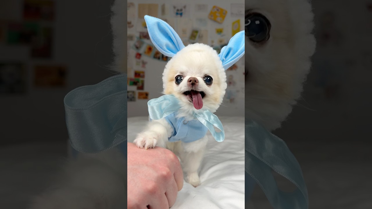 The FUNNY Easter Bunny Chis Wish You Happy Easter! 🐰