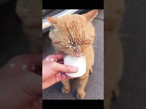 Try Not To Laugh Funniest Cats Videos to Keep You Smiling #1 Best Funny Animal