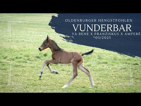 Oldenburger Hengstfohlen *03/2025 Vunderbar v. Va Bene x Franziskus x Amperé x Spielberg