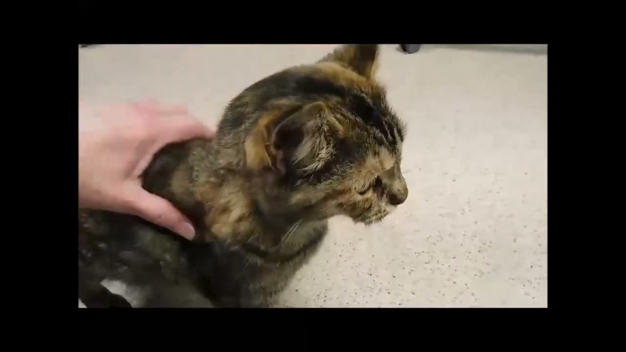 TOPAZ, a ADOPTABLE Domestic Short Hair in Ironwood, MI video 3/3