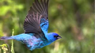 GLAD BLUEBIRD OF HAPPINESS   II  Joan Baez David´s Album