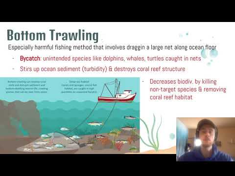 APES Video Notes for 5.8 - Overfishing