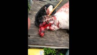 125gr guillotine goose graphic