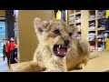 Lion Cub Roaring