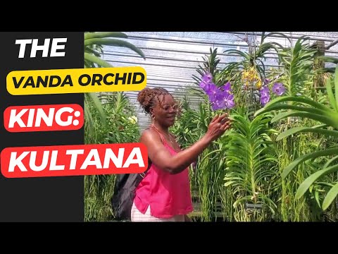 Amazing how Kultana in Thailand grows Vanda orchids