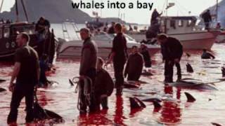 Whale Hunting in the Faroe Islands with music by Olivia Newton-John