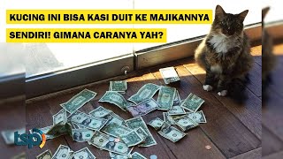 Download lagu [ENG SUB] Whoa, This Cat Pays its Owner! How does that work? mp3