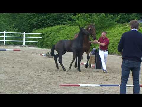 Cord (Cordess x Clearway) *2018