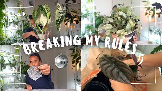 Repotting my $1 Home Depot plant & other planty upgrades