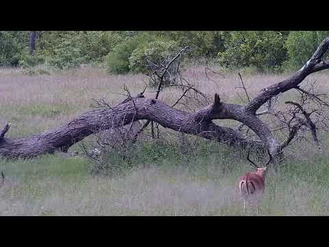 Djuma: Impalas, Waterbucks and Wildebeest bull - 09:08 - 12/29/21