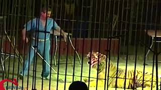 TRIGGIANO | Domatore ucciso e sbranato da 4 tigri al Circo Orfei