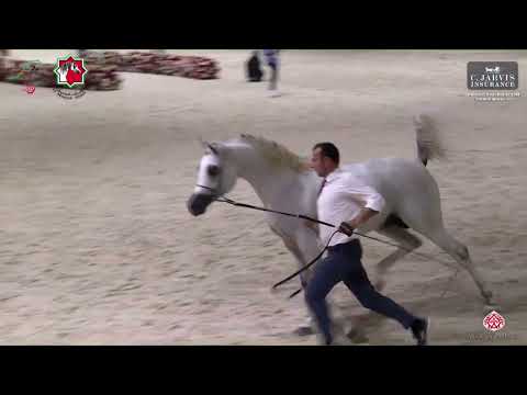 N.310 J.M.H. LORANCE - Emirates AH Breeders Championship 2023 - Stallions 4+ Years Old Section A...