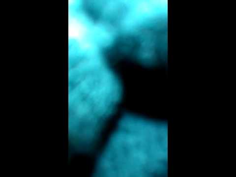 The music box rag...Jaudas Society Orchestra