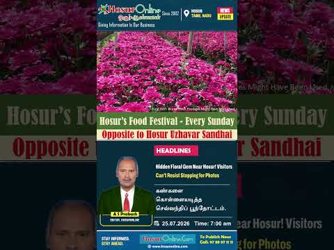Beautiful Chrysanthemum Flower Field Near Hosur Attracts Travellers and Selfie Lovers