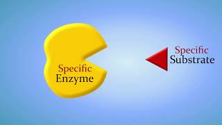 Enzymes and How They Work: An Introduction