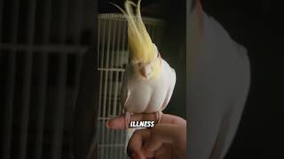 The little bird had no feathers on its belly. #animals #shortvideo #cute #birds #funny