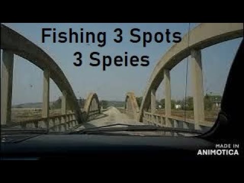 Fishing 3 Spots 3 Species