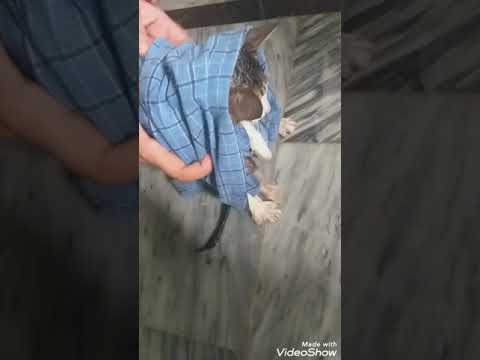 Meow meow / hadiqa maleeha playing with cat /cat bathing