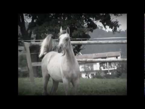 Shanghai EA filly 2012 , BIANCA ( SHANGHAI EA & ARABIANS BLANCA by EFREN )