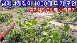 참외 4개심어 1000개 따기도전 참외3번째 순지르기및 줄기 유인~참외순치기,챔외키우기 참외재배방법