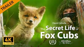 Trailer "The Secret Life of Fox Cubs" | New Film, Wildlife Documentary | 4K English