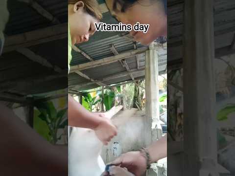 vitamins day