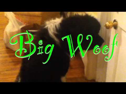 big woof by Finn the dog