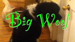 big woof by Finn the dog
