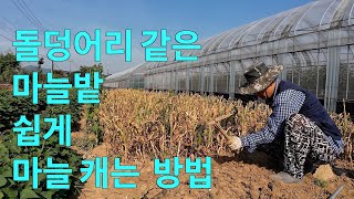 돌덩어리 같은 마늘밭-쉽게 마늘 캐는 방법