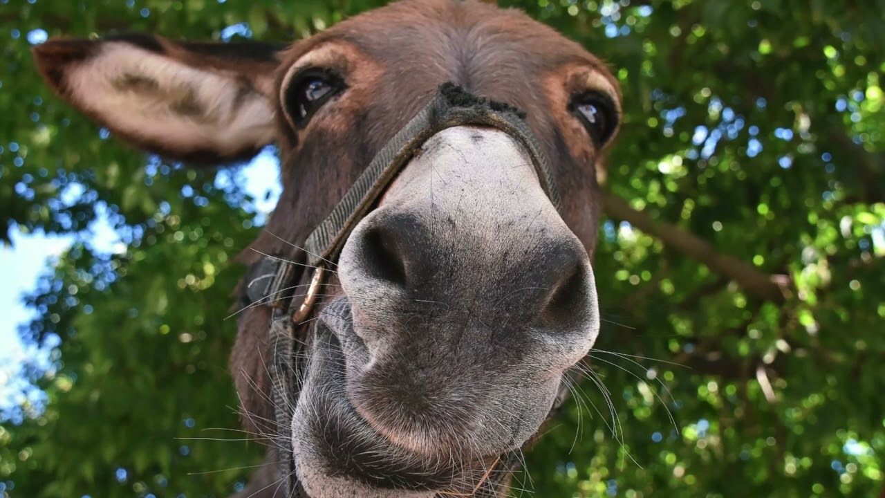 ¡El Burrito Demasiado Bondadoso! | Fábula Sobre Límites