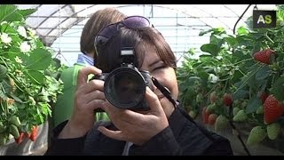 preview picture of video 'AS Strawberry fields in Huelva open up to the public to increase the costumer's confidence'