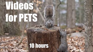 Cat TV for Cats to Watch 😺 - Forest Squirrels Battle for Seeds - 10 Hours - Apr 01, 2024