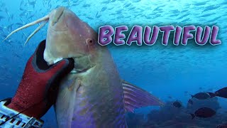 Monster Moana Kali and a Atomic Akule Ball - Hawaii Spearfishing