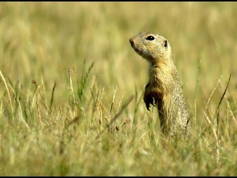 Syseľ obyčajný (Spermophilus citellus) v prírode