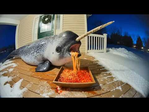 Animaux arctiques réagissant à des nouilles épicées filmées par une Ring Cam | Compilation de vid...