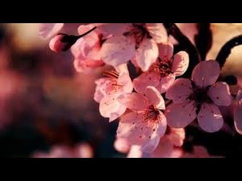 PABLO NERUDA Poema 14. Recitado por Joan Mora.