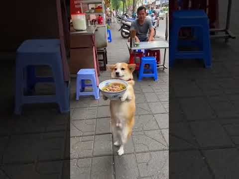 Huấn luyện hoài mới được 🤣